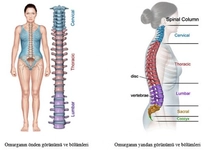 Kuyruk Sokumu Fıtığı Belirtileri ve Tedavisi